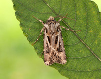 73.322 BF2085 Archer's Dart Agrotis vestigialis