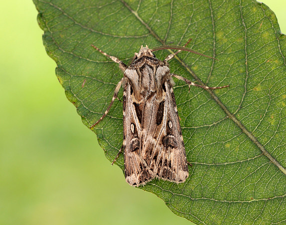 73.322 BF2085 Archer's Dart Agrotis vestigialis