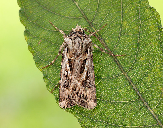 73.322 BF2085 Archer's Dart Agrotis vestigialis