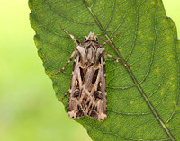 73.322 BF2085 Archer's Dart Agrotis vestigialis