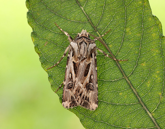 73.322 BF2085 Archer's Dart Agrotis vestigialis