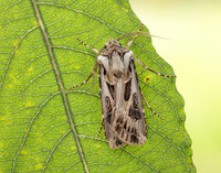 73.322 BF2085 Archer's Dart Agrotis vestigialis