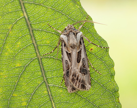 73.322 BF2085 Archer's Dart Agrotis vestigialis
