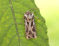 73.322 BF2085 Archer's Dart Agrotis vestigialis