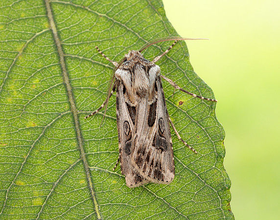 73.322 BF2085 Archer's Dart Agrotis vestigialis
