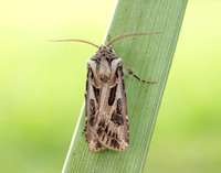 73.322 BF2085 Archer's Dart Agrotis vestigialis