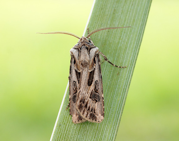 73.322 BF2085 Archer's Dart Agrotis vestigialis