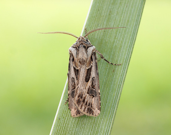 73.322 BF2085 Archer's Dart Agrotis vestigialis