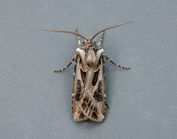 73.322 BF2085 Archer's Dart Agrotis vestigialis
