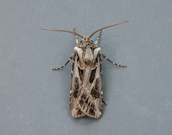73.322 BF2085 Archer's Dart Agrotis vestigialis