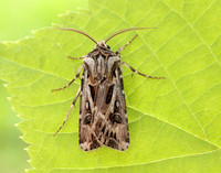 73.322 BF2085 Archer's Dart Agrotis vestigialis