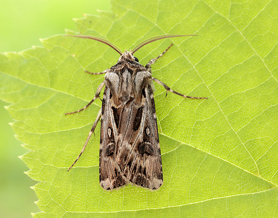 73.322 BF2085 Archer's Dart Agrotis vestigialis