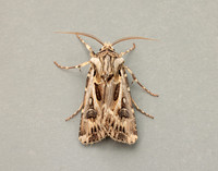 73.322 BF2085 Archer's Dart Agrotis vestigialis
