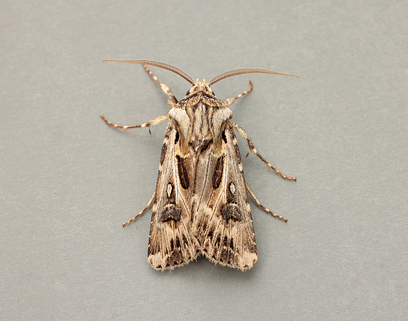 73.322 BF2085 Archer's Dart Agrotis vestigialis