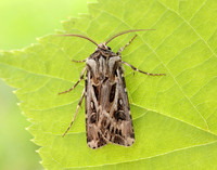73.322 BF2085 Archer's Dart Agrotis vestigialis