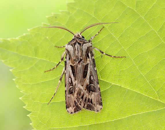 73.322 BF2085 Archer's Dart Agrotis vestigialis