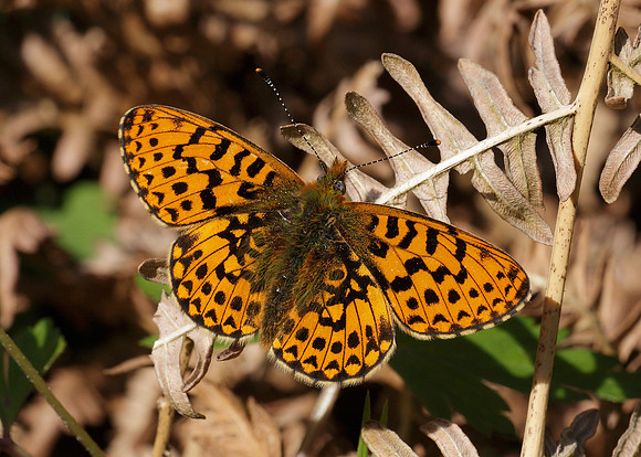 Pearl-Bordered Fritillary Boloria euphrosyne