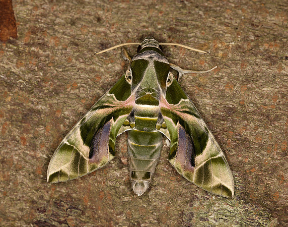 69.011 BF1985 Oleander Hawk-moth Daphnis nerii