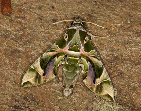 69.011 BF1985 Oleander Hawk-moth Daphnis nerii