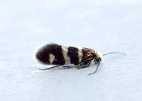 1.003 BF3 Micropterix aureatella