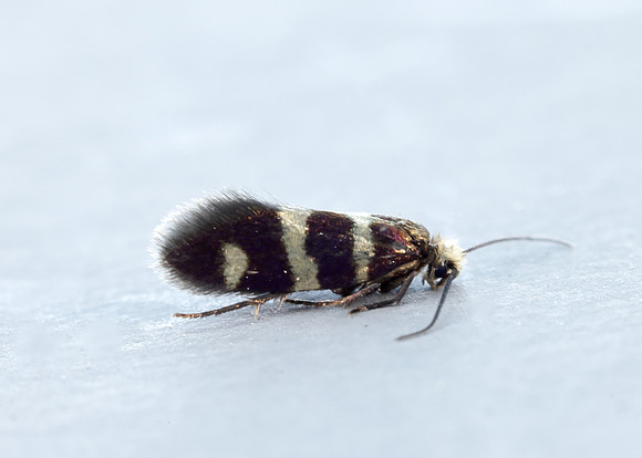 1.003 BF3 Micropterix aureatella