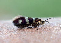 1.003 BF3 Micropterix aureatella