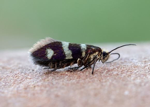 1.003 BF3 Micropterix aureatella