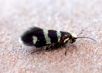 1.001-1.005 Micropterigidae