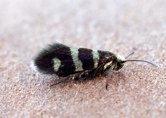 1.003 BF3 Micropterix aureatella