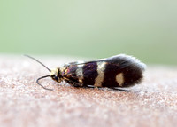 1.003 BF3 Micropterix aureatella