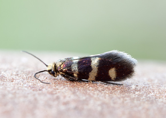 1.003 BF3 Micropterix aureatella