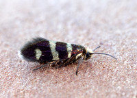 1.003 BF3 Micropterix aureatella