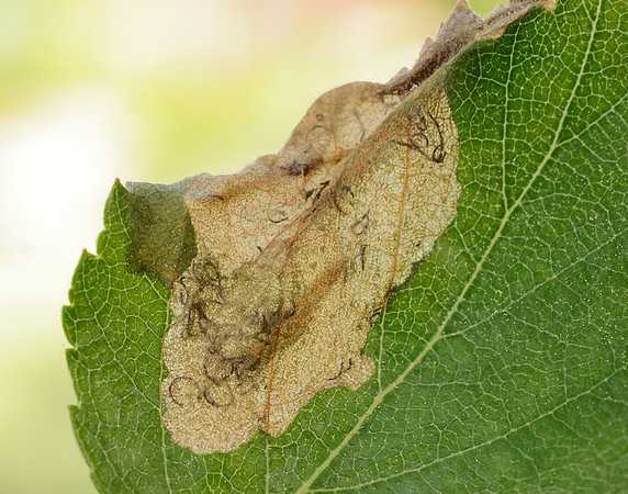 2.007 BF13 Eriocrania semipurpurella Leafmine