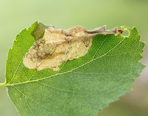 2.007 BF13 Eriocrania semipurpurella Leafmine