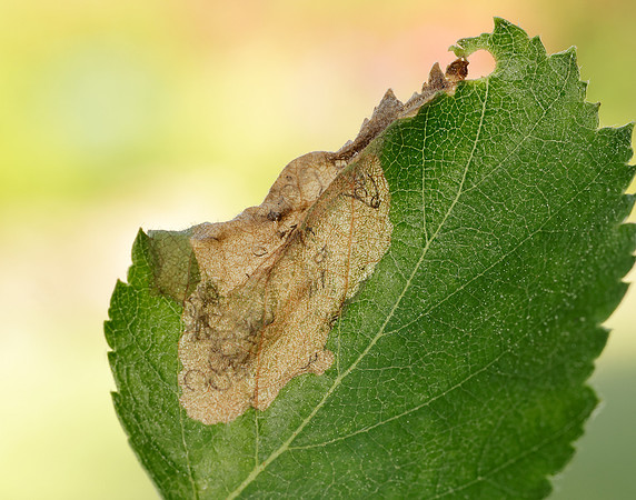 2.007 BF13 Eriocrania semipurpurella Leafmine