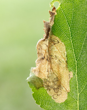 2.007 BF13 Eriocrania semipurpurella Leafmine