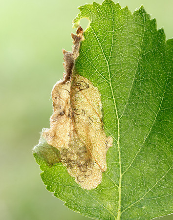 2.007 BF13 Eriocrania semipurpurella Leafmine