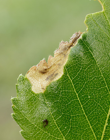 2.007 BF13 Eriocrania semipurpurella Leafmine