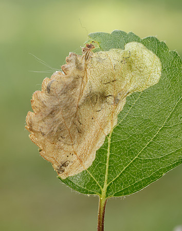 2.007 BF13 Eriocrania semipurpurella Leafmine