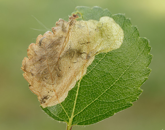 2.007 BF13 Eriocrania semipurpurella Leafmine