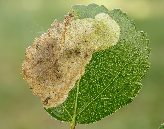 2.007 BF13 Eriocrania semipurpurella Leafmine