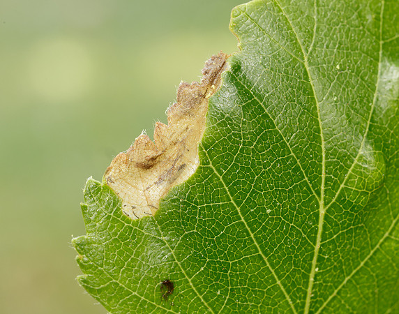 2.007 BF13 Eriocrania semipurpurella Leafmine