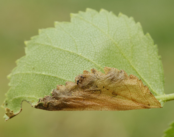 2.007 BF13 Eriocrania semipurpurella Leafmine