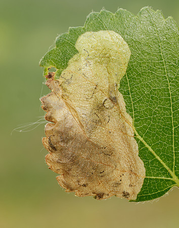 2.007 BF13 Eriocrania semipurpurella Leafmine