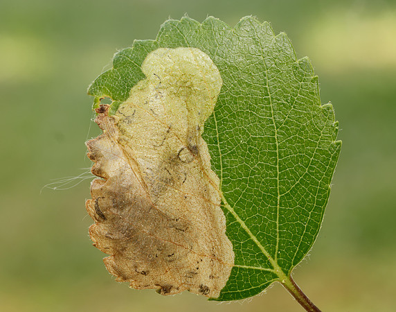 2.007 BF13 Eriocrania semipurpurella Leafmine