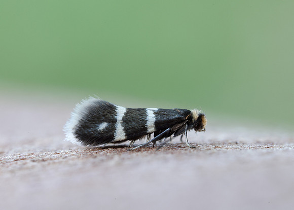 8.005 BF128 Phylloporia bistrigella