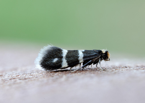 8.005 BF128 Phylloporia bistrigella