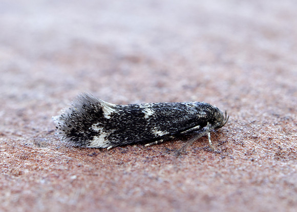 38.025 BF597 Elachista atricomella