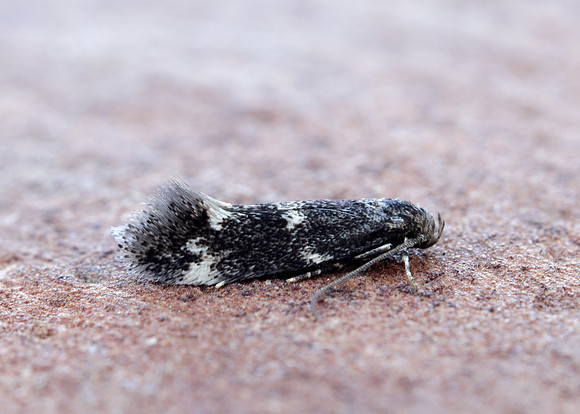 38.025 BF597 Elachista atricomella