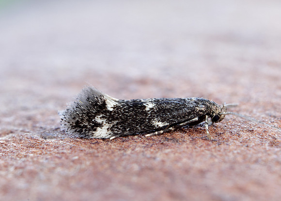 38.025 BF597 Elachista atricomella